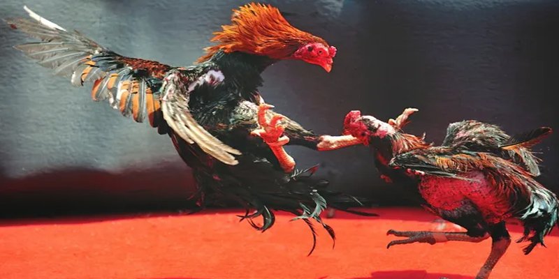 kingbet c1 gà chọi