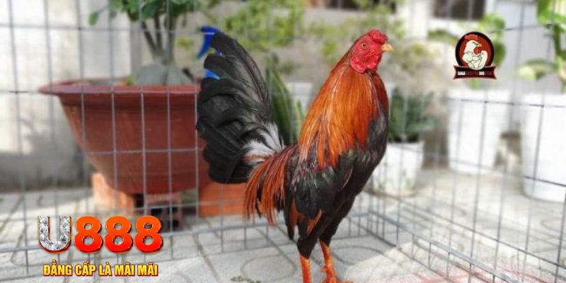 kingbet game máy bay nổ hũ