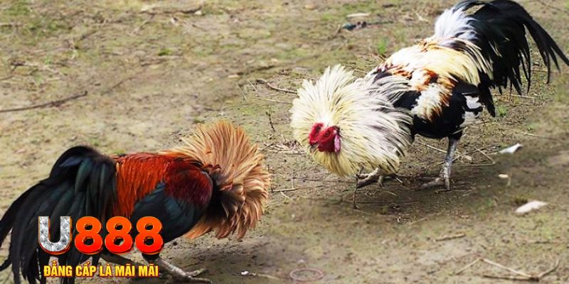 kingbet game nổ hũ là gì